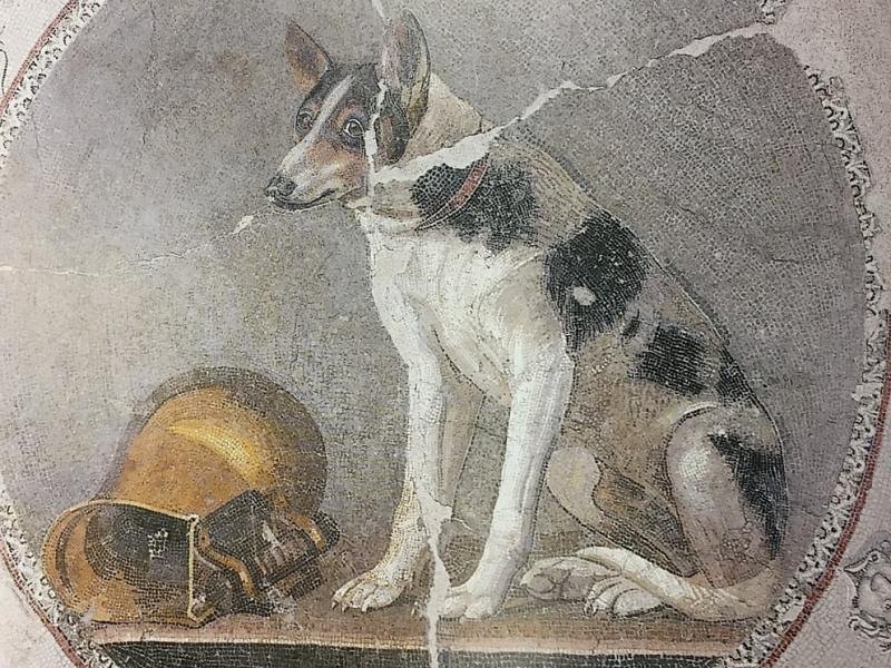Event Picture Hellenistic Dog